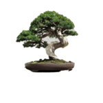 Bonsai Tamanho M