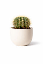 Planta Cacto - Image 2