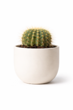 Planta Cacto - Image 3
