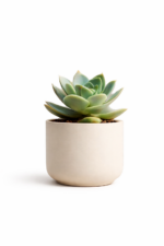 Planta Suculenta - Image 2