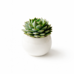 Planta Suculenta