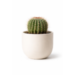 Planta Cacto