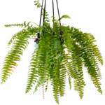 Planta Feto