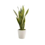 Planta Espada de São Jorge - Image 2